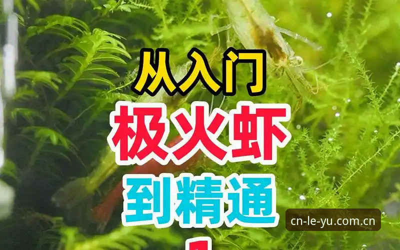 CN乐鱼赛事数据使用教程：从入门到精通的操作指南